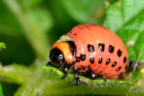 larva mandelinky larva mandelinky