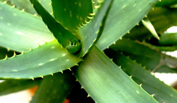 Jak pěstovat Aloe vera | rady Jak pěstovat Aloe vera | rady