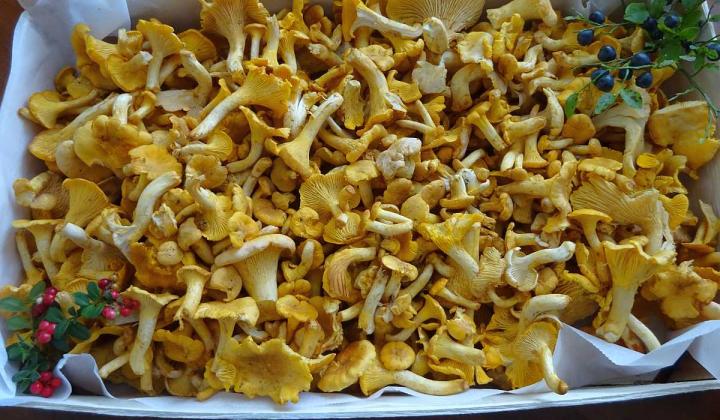 Jak připravit houby lišky s anglickou slaninou | recept Jak připravit houby lišky s anglickou slaninou | recept