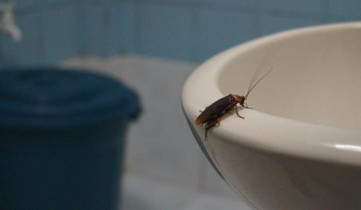 Jak vyzrát na domácí škůdce? Začněte od srovnání si priorit!