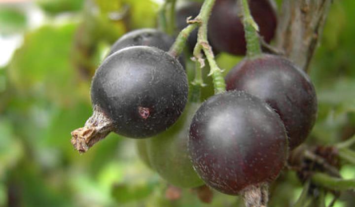Jak pěstovat jostu Jak pěstovat jostu