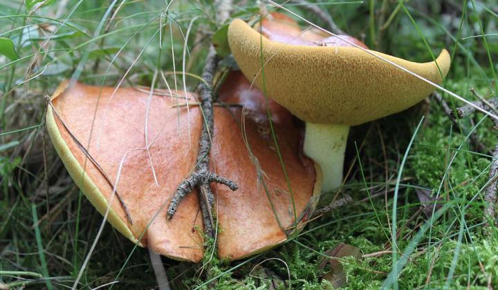 Jak rozpoznat nejběžnější klouzky | atlas hub Jak rozpoznat nejběžnější klouzky | atlas hub