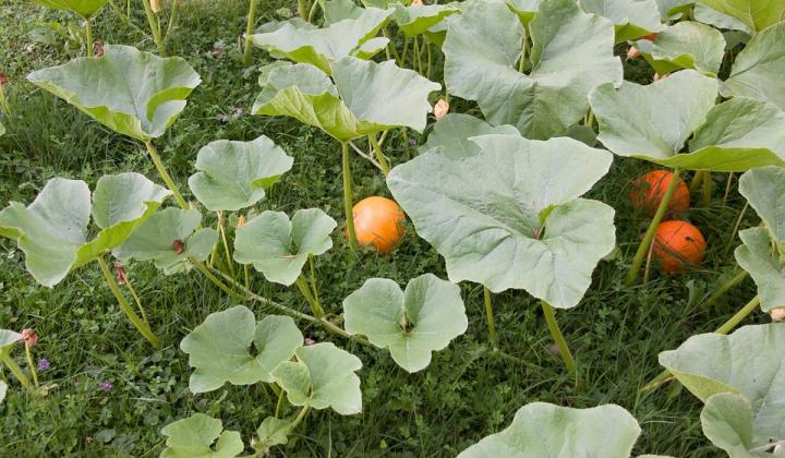 Jak pěstovat dýni Hokaido Jak pěstovat dýni Hokaido