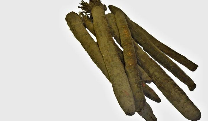 Jak pěstovat černý kořen Jak pěstovat černý kořen