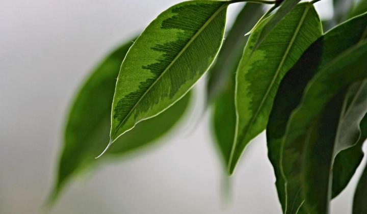 Jak pěstovat ficus benjamina Jak pěstovat ficus benjamina