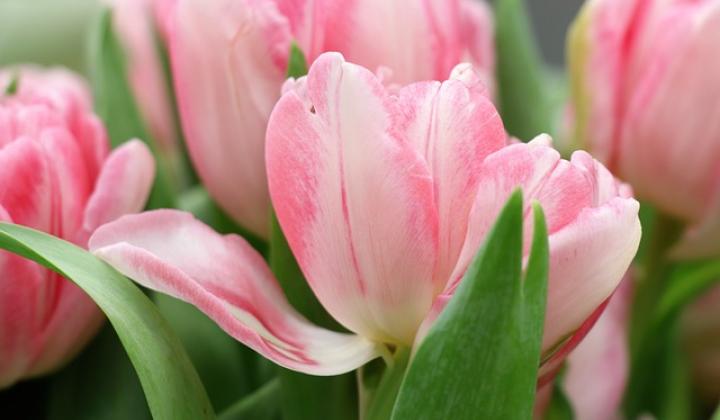 Jak pěstovat tulipány Jak pěstovat tulipány