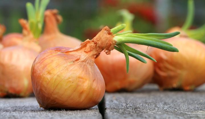 Jak zpracovat zásobu cibule | návody na zpracování cibule