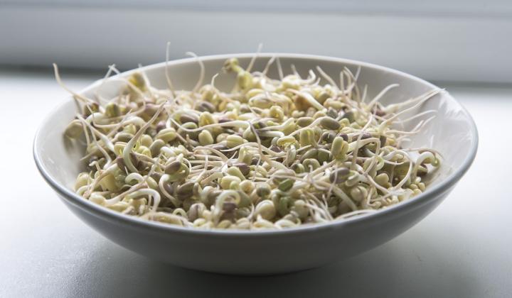 Jak připravit salát s klíčky mungo | recept Jak připravit salát s klíčky mungo | recept