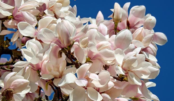 Jak pěstovat magnolii | rady Jak pěstovat magnolii | rady