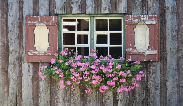 Jak množit pelargonie řízkováním | rady Jak množit pelargonie řízkováním | rady