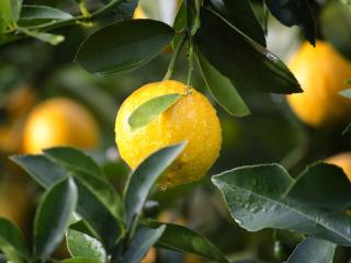 Jak využít citrony | rady a tipy Jak využít citrony | rady a tipy