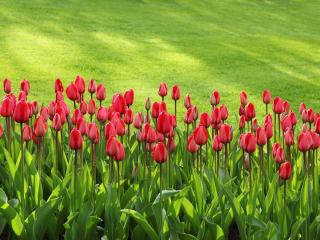 Jak si vybrat mezi tulipány | rady Jak si vybrat mezi tulipány | rady