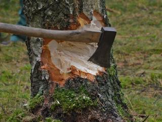 Jak legálně pokácet dřeviny Jak legálně pokácet dřeviny
