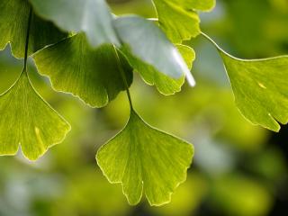 Jak využít ginkgo bilobu | rady a tipy Jak využít ginkgo bilobu | rady a tipy