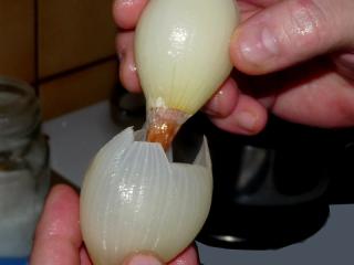 Jak udělat pečené cibule plněné mletým masem | recept V některých receptech je uváděno, že uvařenou cibuli vydlabeme. To lze jen velmi těžko a za cenu destrukce. Naše „vychytávka“: Ovařenou cibuli jemně zmáčkneme, abychom vytlačili středové jádro. Jde to poměrně dobře, protože nesahá až k nati. Když nám vyklouzne střed, už snadno vymačkáváním rozebereme cibuli jako ruskou matrjošku. Vzniknou pěkné cibulové obaly různé velikosti.