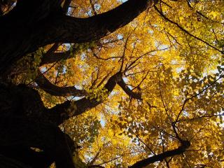 Jak využít ginkgo bilobu | rady a tipy