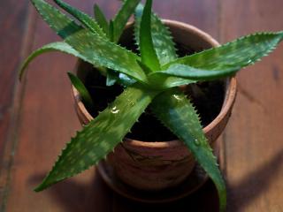 Jak vyrobit domácí mast z kalisie vonné a aloe vera | rady a návody Jak vyrobit domácí mast z kalisie vonné a aloe vera | rady a návody