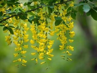 laburnum, štědřenec, zlatý déšť laburnum, štědřenec, zlatý déšť